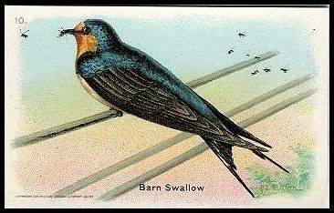 J9-1 10 Barn Swallow.jpg